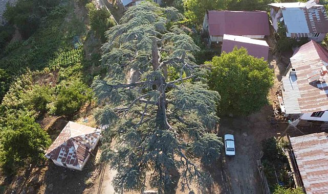 Feke'deki 6 asırlık "Toros Sediri" görenleri hayran bırakıyor