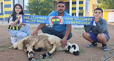 Fenerbahçe'nin makus tarihi değişsin diye, adadıkları hayvanı kestiler