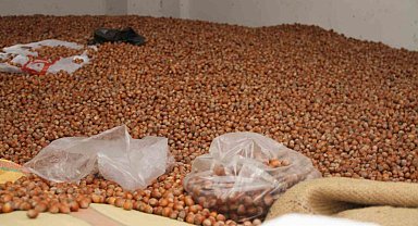 Fındık fiyatları yükselişe geçti: 50 randıman 300 TL