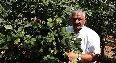 Fındık fiyatlarında son durum