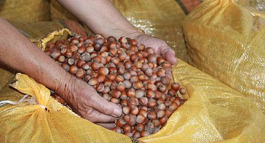 Fındık üreticileri mahsullerini evde depoluyor: Beklenti 500 lira