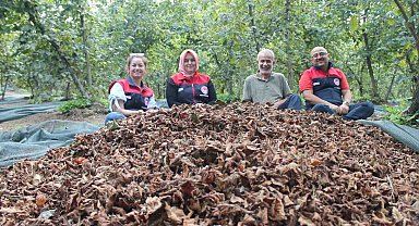 Fındıkta verim ve kalite artıyor