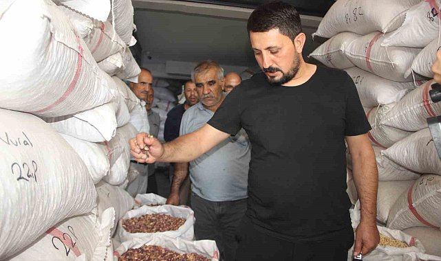 Fıstıkta rekolte düştü