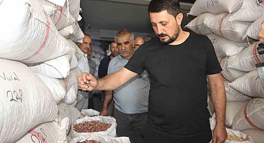 Fıstıkta rekolte düştü