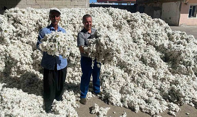Gaziantep'in Araban ilçesinde pamuk hasadı başladı