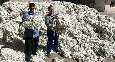 Gaziantep'in Araban ilçesinde pamuk hasadı başladı