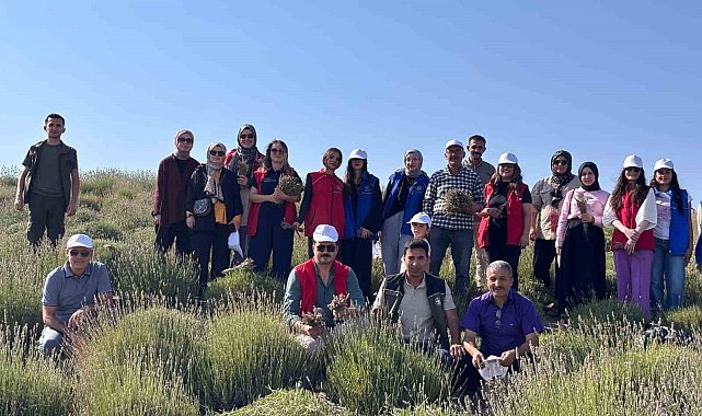 Gençler lavanta hasadı için bir araya geldi
