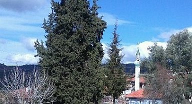 Göktepeliler, asırlık ağaca sahip çıkıyor