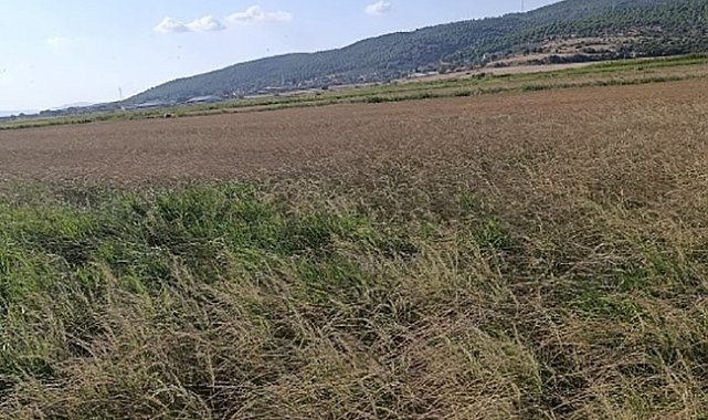 Gönen'de sulama krizi: Çiftçi saatlik suya mahkum