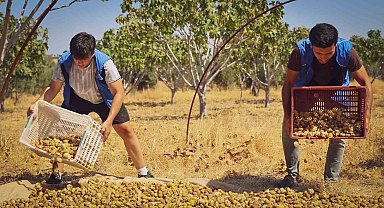 Gönüllü gençler incir üreticisinin alın terine ortak oldu