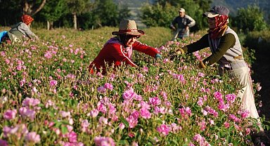 Gül çiçeği taban fiyatı 100 lira olarak açıklandı