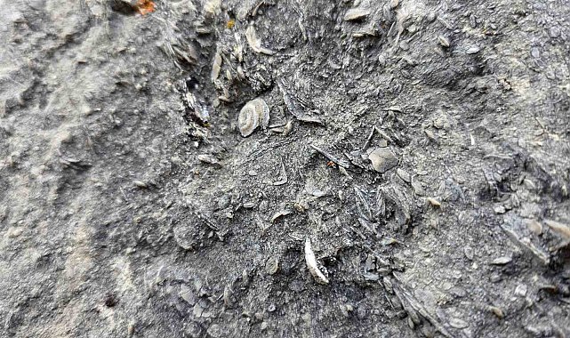 Gümüşhane'de milyonlarca yıllık deniz fosili yatağı bulundu