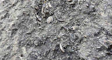Gümüşhane'de milyonlarca yıllık deniz fosili yatağı bulundu