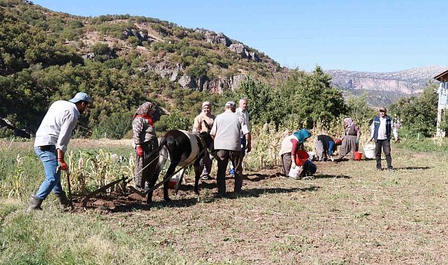 Hadim'de at ve eşekle patates hasadı: Atalardan kalan kara sabanla yapılıyor