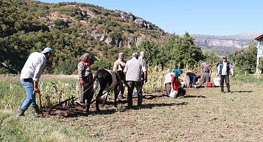 Hadim'de at ve eşekle patates hasadı: Atalardan kalan kara sabanla yapılıyor