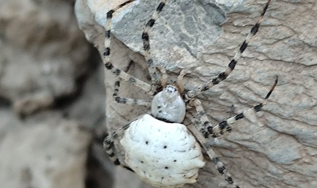 Hakkari'de dünyanın en zehirli örümcek türlerinden biri görüldü