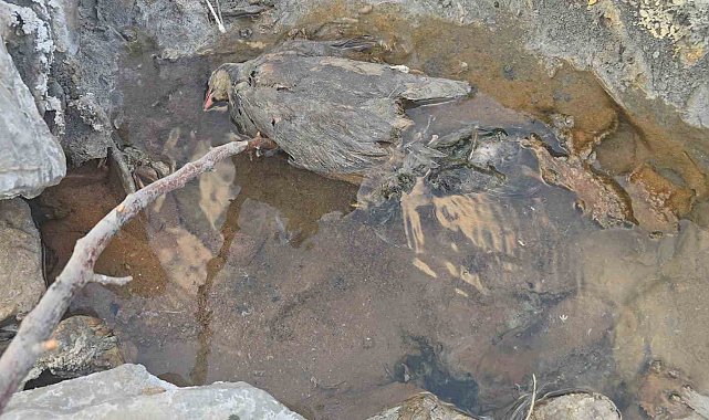 Hakkari'de gizemli kükürt vadisi: İnsanlara şifa, hayvanlara ölüm