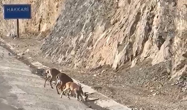 Hakkari'de su içen dağ keçileri görüntülendi