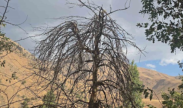 Hakkari'nin Cevizli köyünde ağaçlar kurudu, tarlalar susuz kaldı