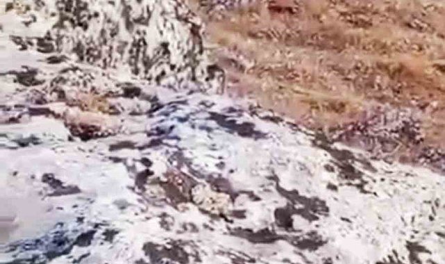 Halfeti'de nesli tükenme tehlikesi altında olan çizgili sırtlan görüldü