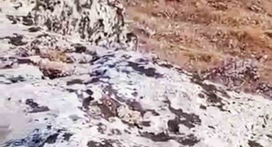 Halfeti'de nesli tükenme tehlikesi altında olan çizgili sırtlan görüldü