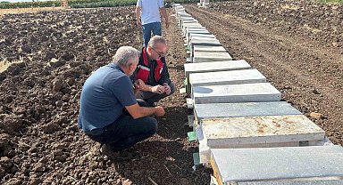 Halitpaşa'da arı ölümleri inceleme altında