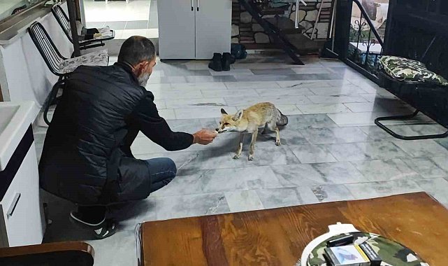 Hane halkı gibi davranıyor, tilkinin dostluğu gülümsetiyor
