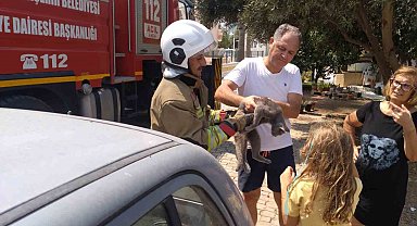 Hatay'da palmiyede mahsur kalan kedi ekipler tarafından kurtarıldı