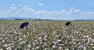 Hatay'da pamuk ve soya ekili araziler kontrol edildi