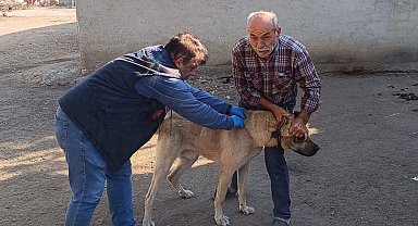 Hayrabolu'da kedi ve köpekler kimliklendiriliyor