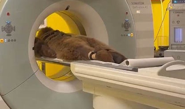 Hayvanat bahçesinde yediği meyveden rahatsızlanan ayının MR'ı çekildi