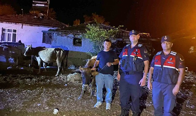 Hayvanları kaybolan çiftçinin imdadına Jandarma ekipleri yetişti