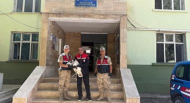 Hınıs'ta Toy kuşu yaralı olarak bulundu