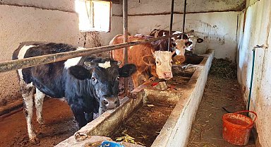 Hisarcık ilçesinde şap karantinası