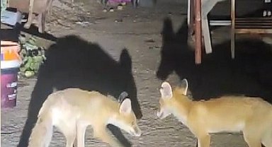 İki tilki akşamları bu evin misafiri