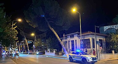 İncirliova'da çam ağacı kuvvetli rüzgara dayanamadı