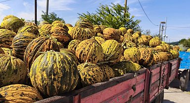 İpsala'nın kavun üreticileri kuraklıktan dertli