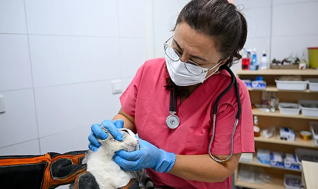 İzmir Bornova'da patili dostlara yeni yuva