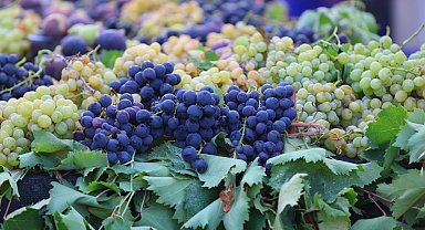 İzmir Karabağlar'da coğrafi işaretli üzüme yoğun ilgi