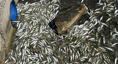 İzmir Körfezi'nde balık ölümleri yeniden başladı