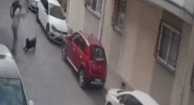 İzmir'de köpeğe kemerli şiddet