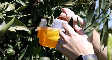 İzmir'de üreticiye Akdeniz meyve sineği ile mücadele desteği