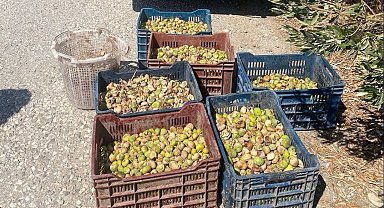 Jandarma'dan incir hırsızlarına suçüstü