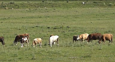 jandarmadan hayvan kaynaklı kazalara karşı SMS ve anonslu uyarı