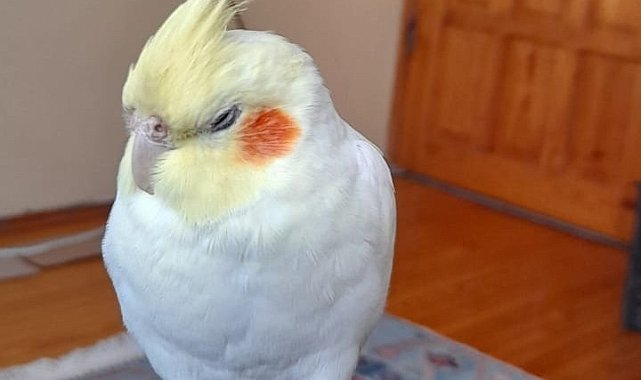 Kaçan sultan papağanı Paşa'yı bulana ödül verilecek