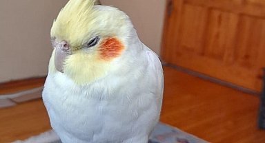 Kaçan sultan papağanı Paşa'yı bulana ödül verilecek