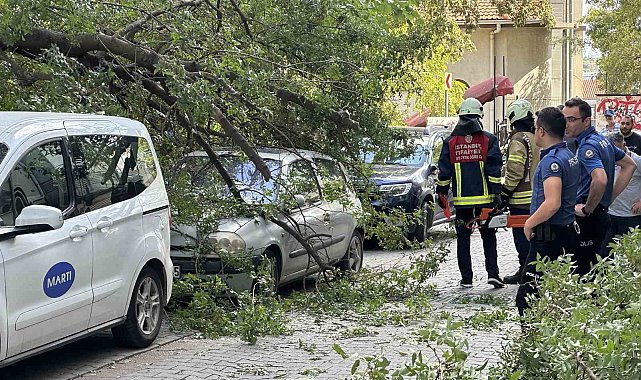 Kadıköy'de ağaç dalı iki otomobilin üzerine devrildi