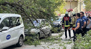 Kadıköy'de ağaç dalı iki otomobilin üzerine devrildi