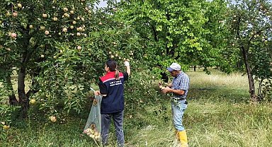 Kağızman'da elma bahçelerinde Pestisit denetimi