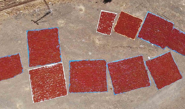 Kahramanmaraş'ta coğrafi işaretli biberde hasat başladı